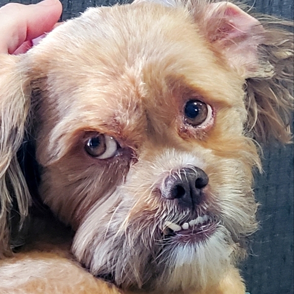 Prada to lululemon share show - Picture 1 of 1